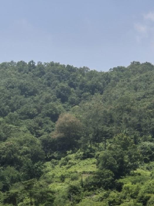 전라남도 화순군 화순읍 교리 산18 임야 경매 사진 15