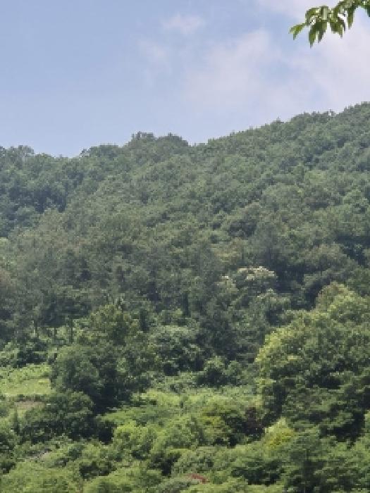 전라남도 화순군 화순읍 교리 산18 임야 경매 사진 16