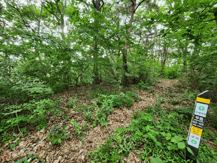 전라남도 화순군 화순읍 교리 산18 임야 경매 사진 20
