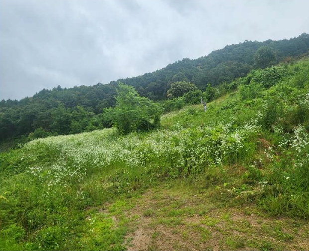 충청북도 괴산군 사리면 화산리 725 외 2필지 전 경매 사진 1
