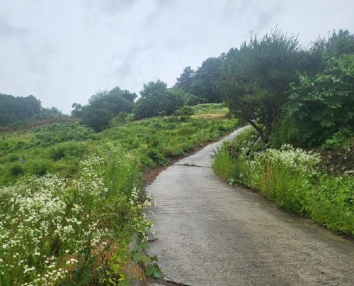 충청북도 괴산군 사리면 화산리 725 외 2필지 전 경매 사진 6