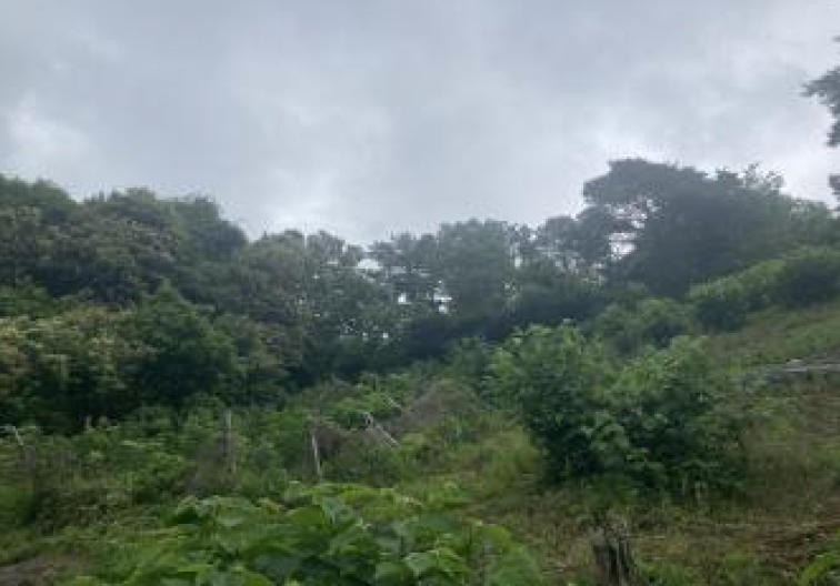 충청북도 제천시 송학면 시곡리 산96-4 외 28필지 임야 경매 사진 1