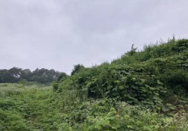 충청북도 제천시 송학면 시곡리 산96-4 외 28필지 임야 경매 사진 4