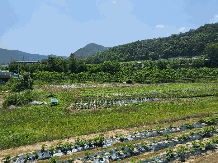 경상북도 영천시 고경면 전사리 231-1 과수원 경매 사진 21