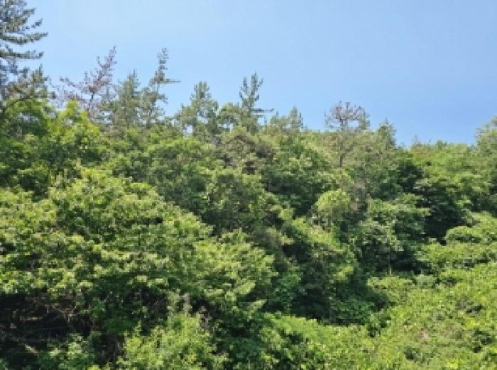 전라남도 순천시 별량면 대룡리 산180 임야 경매 사진 3