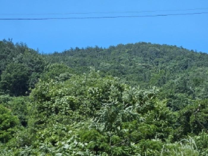 전라남도 순천시 별량면 대룡리 산180 임야 경매 사진 4