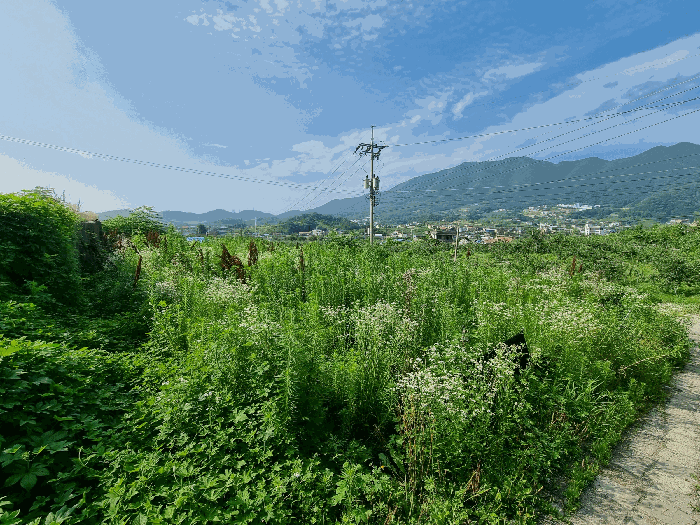 충청북도 충주시 안림동 393-3 과수원 경매 사진 12