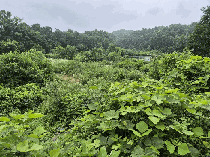 충청북도 음성군 원남면 문암리 1144 답 경매 사진 8