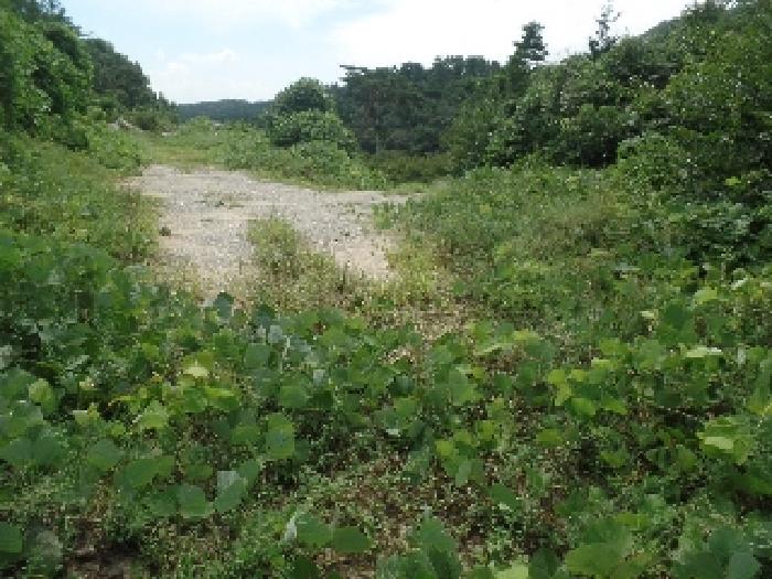 충청남도 계룡시 엄사면 향한리 471-4 외 4필지 임야 경매 사진 12