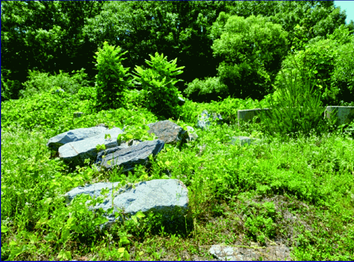 충청남도 계룡시 엄사면 향한리 471-4 외 4필지 임야 경매 사진 17