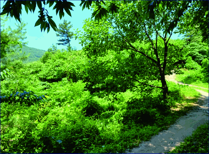 충청남도 계룡시 엄사면 향한리 471-4 외 4필지 임야 경매 사진 25