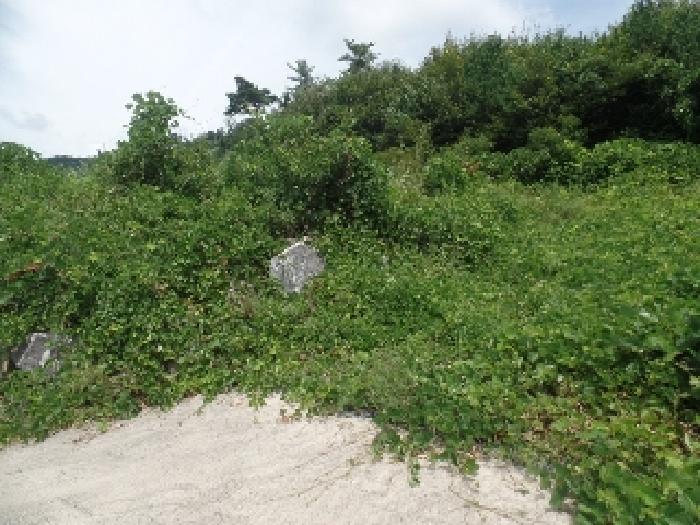 충청남도 계룡시 엄사면 향한리 471-4 외 4필지 임야 경매 사진 4