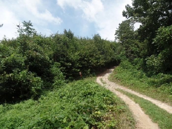 충청남도 계룡시 엄사면 향한리 471-4 외 4필지 임야 경매 사진 5
