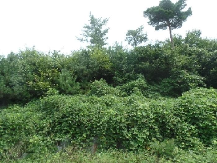 충청남도 계룡시 엄사면 향한리 471-4 외 4필지 임야 경매 사진 7
