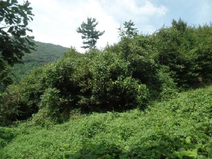 충청남도 계룡시 엄사면 향한리 471-4 외 4필지 임야 경매 사진 10