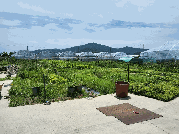 경상북도 김천시 봉산면 신리 239-6 외 1필지 과수원 경매 사진 12