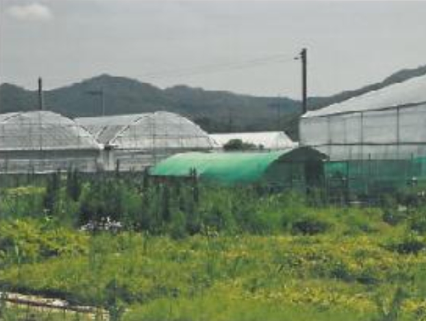 경상북도 김천시 봉산면 신리 239-6 외 1필지 과수원 경매 사진 4