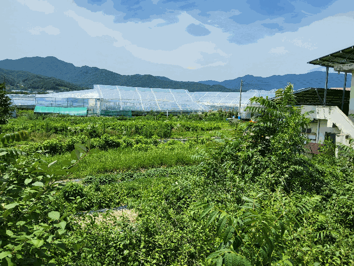 경상북도 김천시 봉산면 신리 239-6 외 1필지 과수원 경매 사진 9