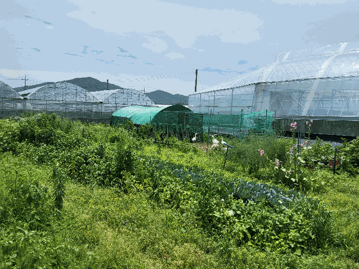경상북도 김천시 봉산면 신리 239-6 외 1필지 과수원 경매 사진 10