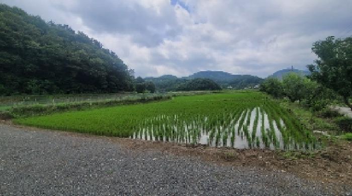 경상남도 함안군 함안면 봉성리 23 답 경매 사진 15
