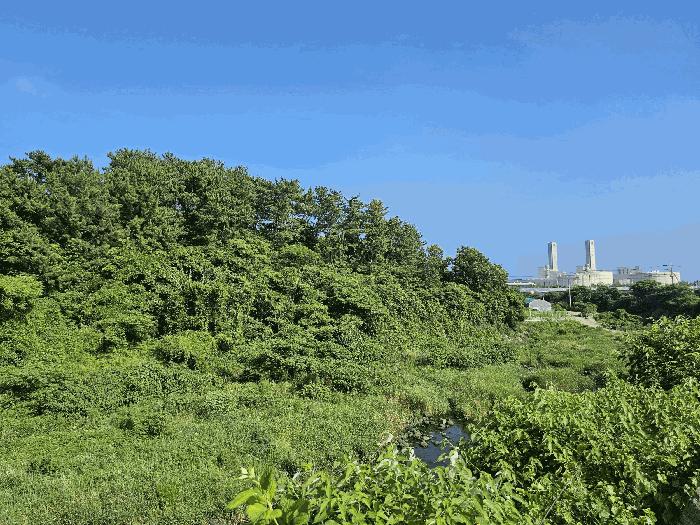 제주특별자치도 서귀포시 안덕면 감산리 1848 외 3필지 임야 경매 사진 17