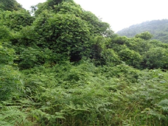 제주특별자치도 서귀포시 안덕면 감산리 1848 외 3필지 임야 경매 사진 4