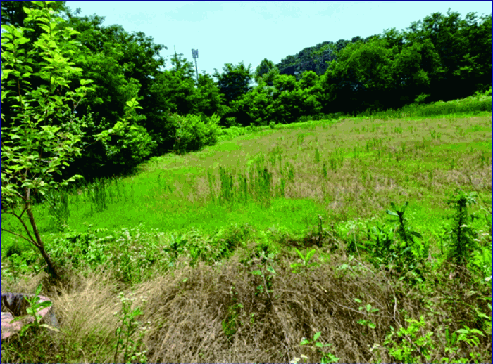 충청남도 논산시 연무읍 마산리 531-2 답 경매 사진 15