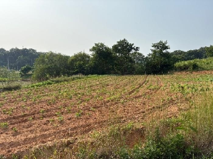 충청남도 당진시 송악읍 반촌리 716-1 외 1필지 전 경매 사진 3