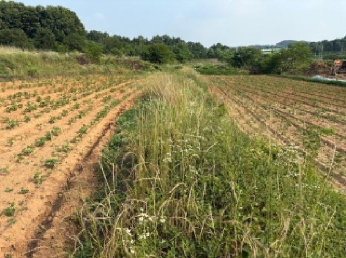 충청남도 당진시 송악읍 반촌리 716-1 외 1필지 전 경매 사진 6