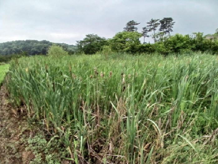 충청남도 당진시 석문면 통정리 163-2 외 6필지 전 경매 사진 3