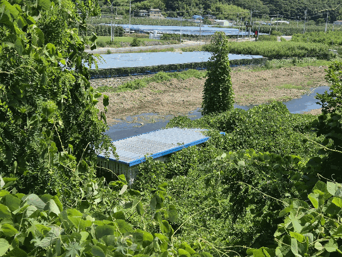 경상북도 영천시 화북면 자천리 501 답 경매 사진 13