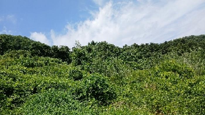 전북특별자치도 임실군 운암면 운정리 640-213 외 8필지 전 경매 사진 5
