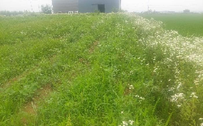 충청남도 천안시 서북구 성환읍 수향리 420-1 외 1필지 공장 경매 사진 1