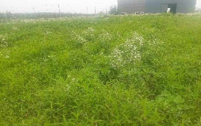 충청남도 천안시 서북구 성환읍 수향리 420-1 외 1필지 공장 경매 사진 4