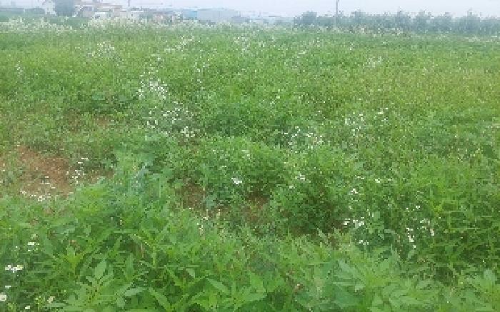 충청남도 천안시 서북구 성환읍 수향리 420-1 외 1필지 공장 경매 사진 6