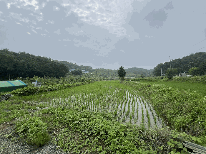 충청남도 당진시 송악읍 월곡리 241 외 3필지 전 경매 사진 15