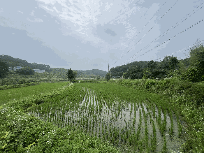 충청남도 당진시 송악읍 월곡리 241 외 3필지 전 경매 사진 20
