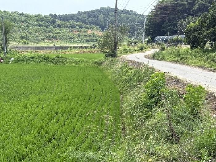 충청남도 당진시 송악읍 월곡리 241 외 3필지 전 경매 사진 9