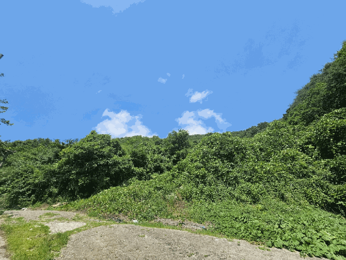 전라남도 광양시 옥곡면 묵백리 산50 임야 경매 사진 12