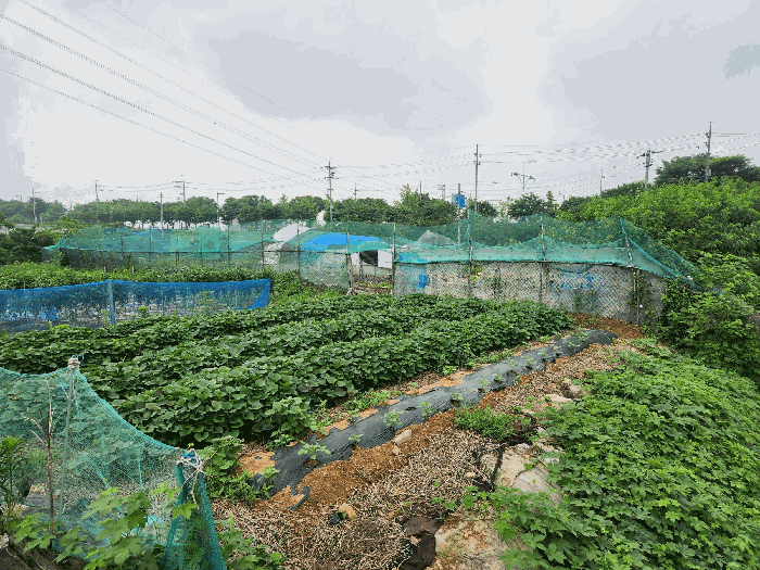 경기도 안산시 단원구 신길동 216-126 전 경매 사진 20