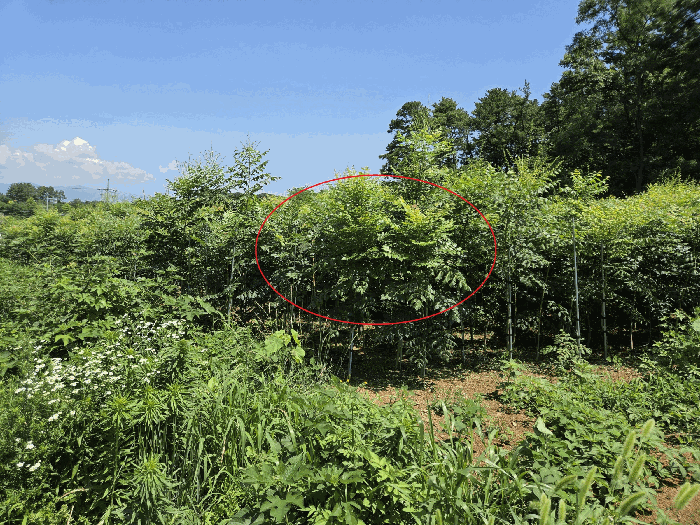 경상북도 경산시 자인면 원당리 425-1 외 4필지 전 경매 사진 17
