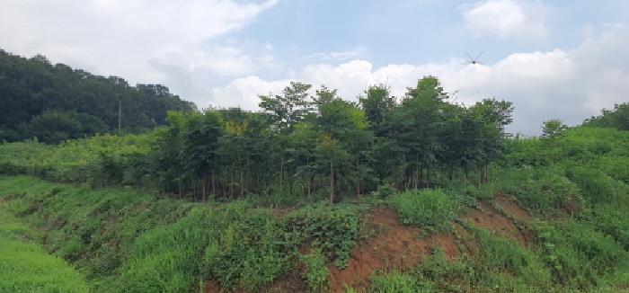 경상북도 경산시 자인면 원당리 425-1 외 4필지 전 경매 사진 6