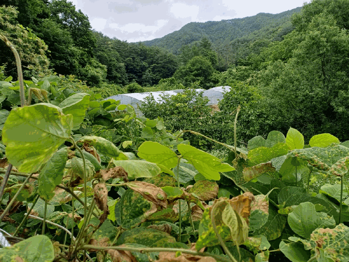 경상북도 포항시 북구 죽장면 상옥리 614 답 경매 사진 21