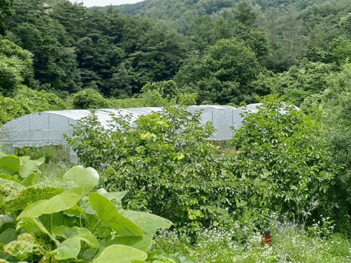 경상북도 포항시 북구 죽장면 상옥리 614 답 경매 사진 24