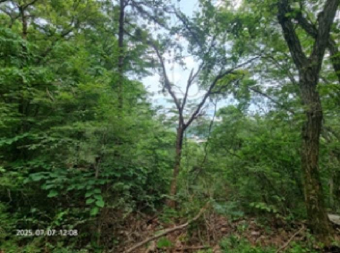 경상남도 창원시 성산구 상복동 산42 임야 경매 사진 15