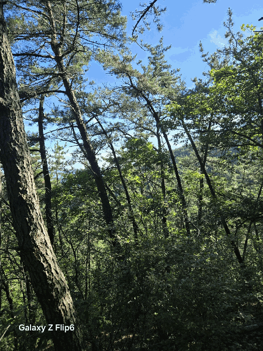 경상남도 창원시 성산구 상복동 산42 임야 경매 사진 21