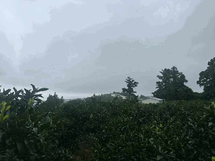 제주특별자치도 서귀포시 하원동 651-1 외 1필지 전 경매 사진 13