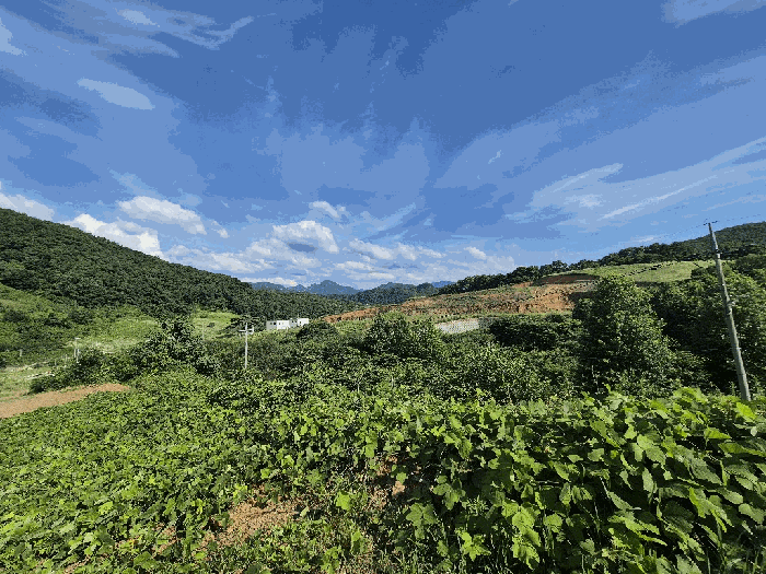 충청북도 괴산군 청천면 금평리 20-1 외 7필지 전 경매 사진 7