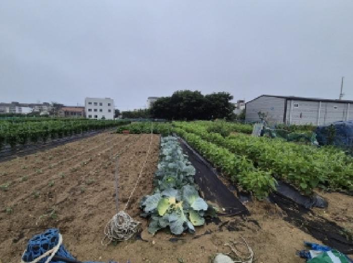 경상북도 포항시 남구 동해면 약전리 448-1 답 경매 사진 11