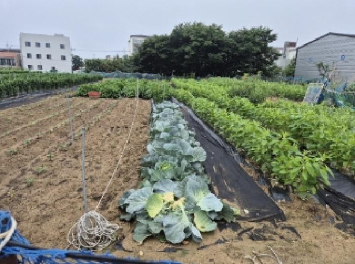 경상북도 포항시 남구 동해면 약전리 448-1 답 경매 사진 12